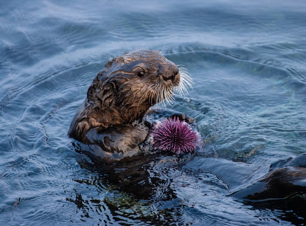 Sea otters nurturing remnants of vital kelp forests after explosion in